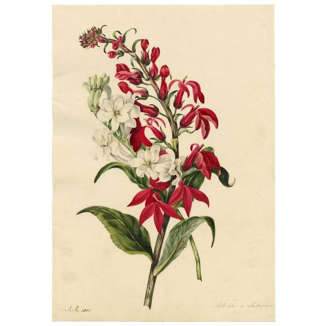 E.B.R., Cardinal (Lobelia Cardinalis) & Tuberose Flower, 1800s, Paper For Sale - Image 4 of 7