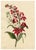 E.B.R., Cardinal (Lobelia Cardinalis) & Tuberose Flower, 1800s, Paper For Sale - Image 4 of 7