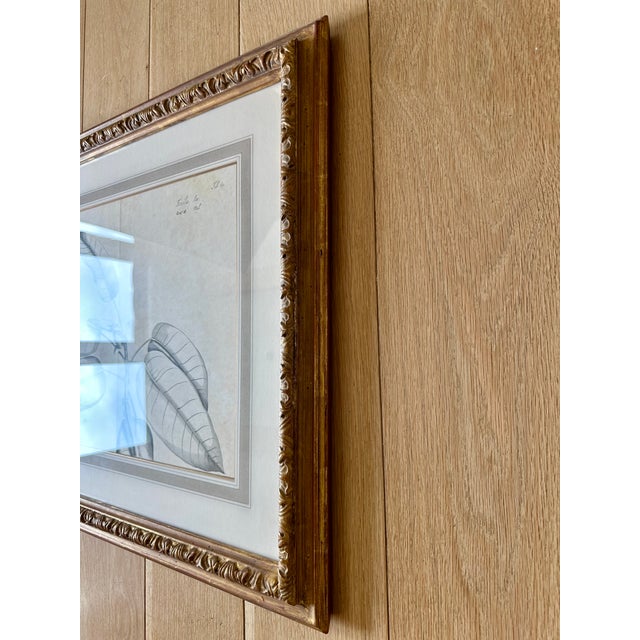 Transitional Dennis & Leen Botanical Print With Gilded Frame – DL-Art 35 For Sale - Image 3 of 10