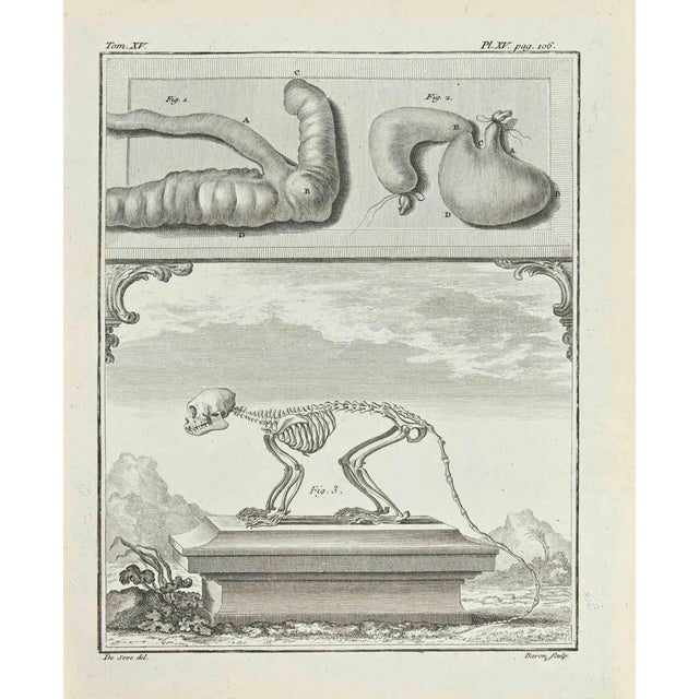 Jacques Baron, Skeleton, Etching, 1771 For Sale
