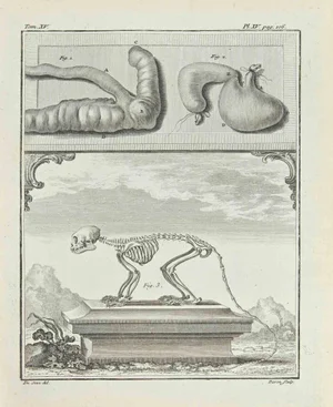 Jacques Baron, Skeleton, Etching, 1771
