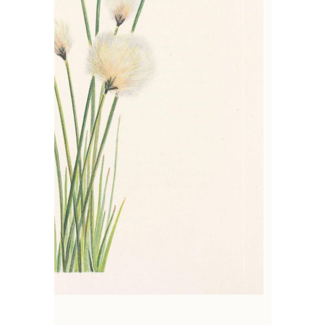 Hare's-Tail Cottongrass, Vintage Botanical Art Print by Mary Vaux Walcott, 40" X 60" For Sale - Image 10 of 10
