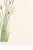 Hare's-Tail Cottongrass, Vintage Botanical Art Print by Mary Vaux Walcott, 40" X 60" For Sale - Image 10 of 10