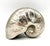 Contemporary Contemporary Cast Aluminum Nautilus Shell Sculpture / Model – Coastal / Organic Modern For Sale - Image 3 of 8