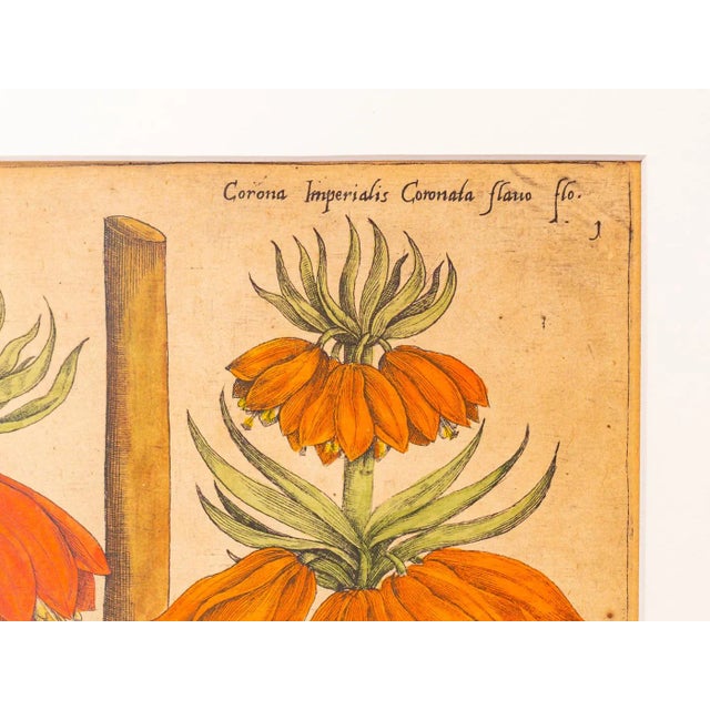 Botanical Drawings, 18th Century, Colored Copper Engraving For Sale - Image 4 of 13
