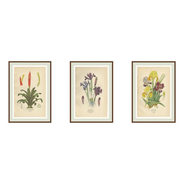 Edward Step, Botanical Illustrations of Tillandsia and Irises, 1897, Prints, Set of 3 For Sale