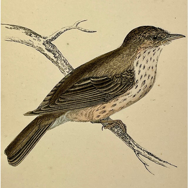 Illustration Antique Hand Tinted Bird Print Featuring a Brown & Tan Spotted Flycatcher - Circa 1880 For Sale - Image 3 of 11