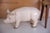 Plastic Vintage Large Butcher's Pig Shop Display, Former Czechoslovakia, 1980s For Sale - Image 7 of 12