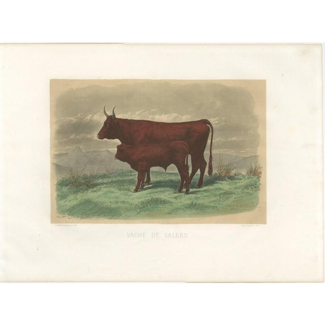 After Rosa Bonheur, Salers Cow and Calf, 1873, Paper For Sale - Image 3 of 12