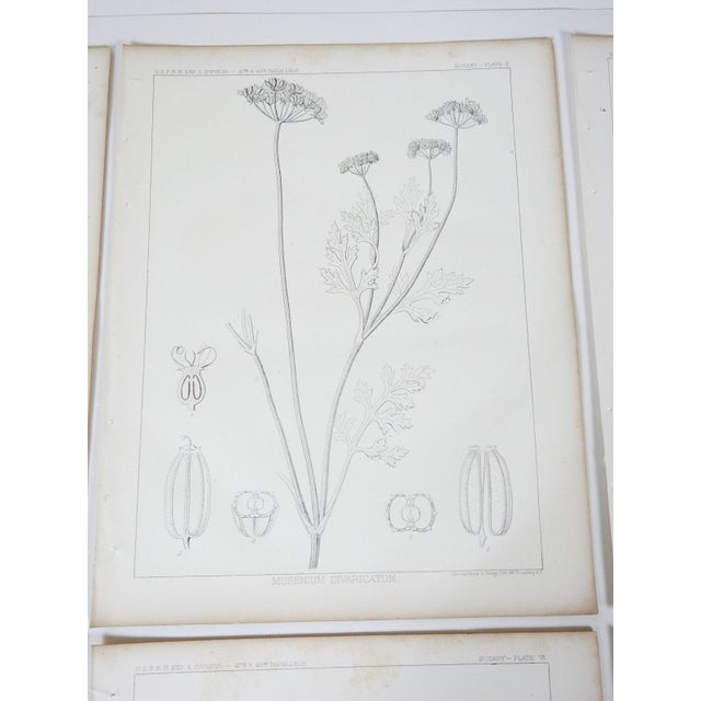 Mid 19th Century Us Pacifc Railroad Botanical Lithograph Book Plate - Set of 6 For Sale In Seattle - Image 6 of 10