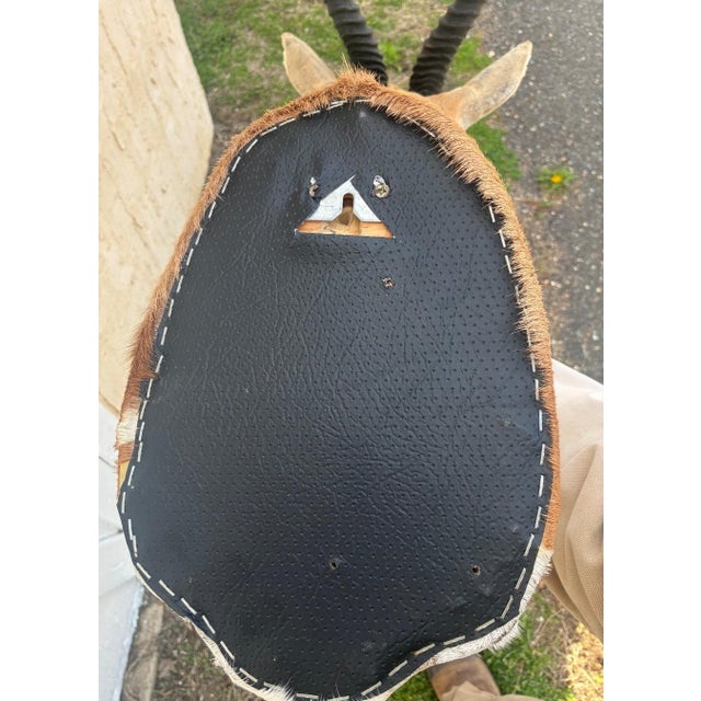 African Springbok Antelope Shoulder Mount Taxidermy South Africa For Sale - Image 9 of 13