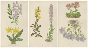 A. F. Lydon, Erythronium Americanum and Bellflower, 1870s, Paper, Set of 3