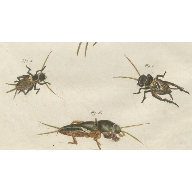 Antique Crickets and Mole Cricket Engraving by Bertuch, 1807 For Sale - Image 4 of 9