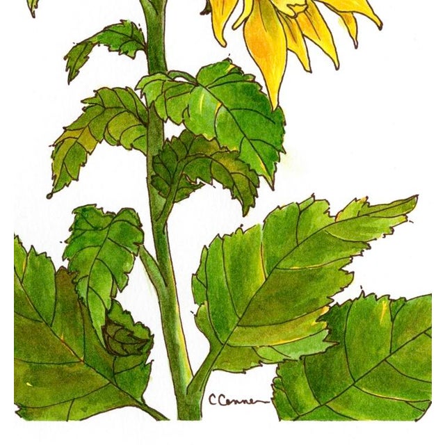 Illustration Giclee Print of This Watercolor Painting ‘Sunflower’ For Sale - Image 3 of 4