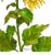 Illustration Giclee Print of This Watercolor Painting ‘Sunflower’ For Sale - Image 3 of 4