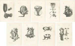Lejeune, Animal Anatomy, 1840, Prints, Set of 9