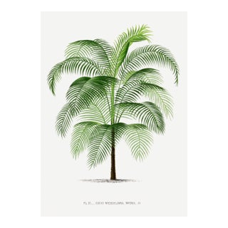 Tropical Palm Study, Vintage Botanical Art Print Reproduction, 40" X 60" For Sale