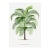 Tropical Palm Study, Vintage Botanical Art Print Reproduction, 40" X 60" For Sale