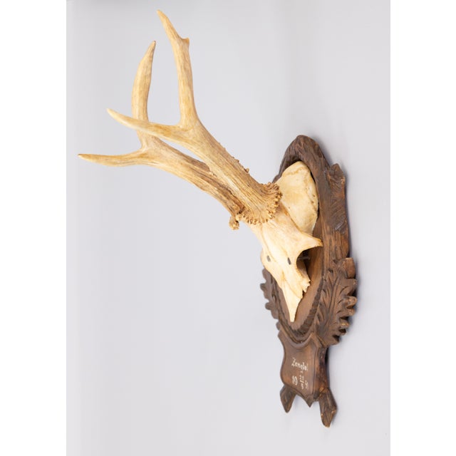 A fine vintage roe deer antler horns hunting trophy on a carved black forest plaque, dated 1950. The plaque is hand carved...