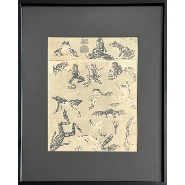 Mathurin Méhuet - Frog Study Photogravure, Framed (Ca. 1910) For Sale - Image 4 of 4