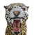 Italian Mid 20th Century Life Size Italian Terracotta Painted Leopard For Sale - Image 3 of 11