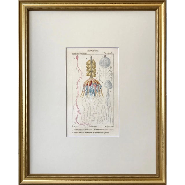 The School of Paris Original Antique French Colored Engravings of Jellyfish by Turpin Paris 1816 - a Pair For Sale - Image 3 of 8