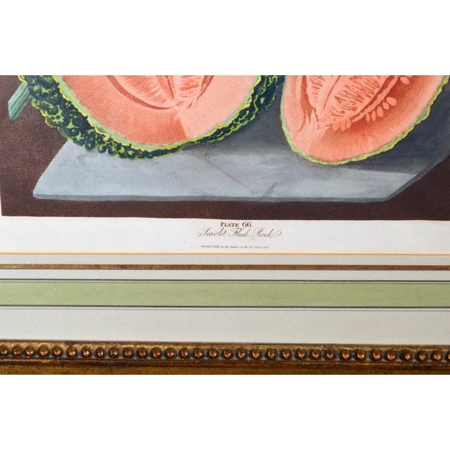 Brookshaw Engravings of Melons, Plates 66 & 67, From 'Pomona