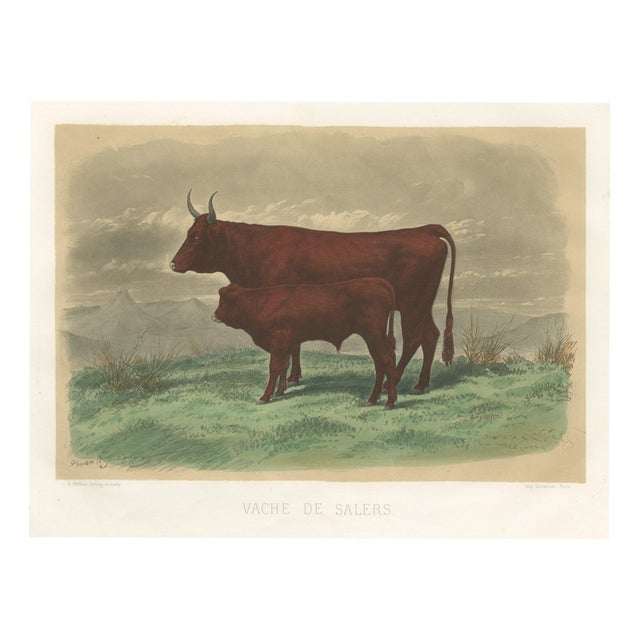 After Rosa Bonheur, Salers Cow and Calf, 1873, Paper For Sale