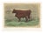 After Rosa Bonheur, Salers Cow and Calf, 1873, Paper For Sale