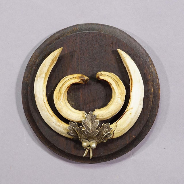 Vintage Wild Boar Teeth Trophy on Wooden Plaque, Germany 1950s A vintage Black Forest wild boar (Sus scrofa) trophy on a...