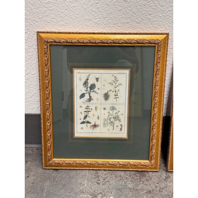 W. King Ambler Antique Botanical Engravings, Set of Three For Sale - Image 10 of 12