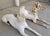 J. W. Fiske Antique Recumbent Cast Iron Greyhounds a Pair For Sale - Image 10 of 11
