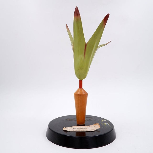 Black Vintage German Botanical Model of the Lamium Purpureum Flower, 1930s For Sale - Image 8 of 12