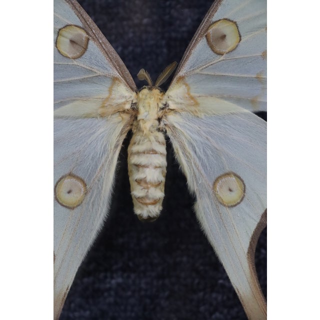 Framed Female Comet Moth Shadow Box Specimen Display For Sale In Philadelphia - Image 6 of 10