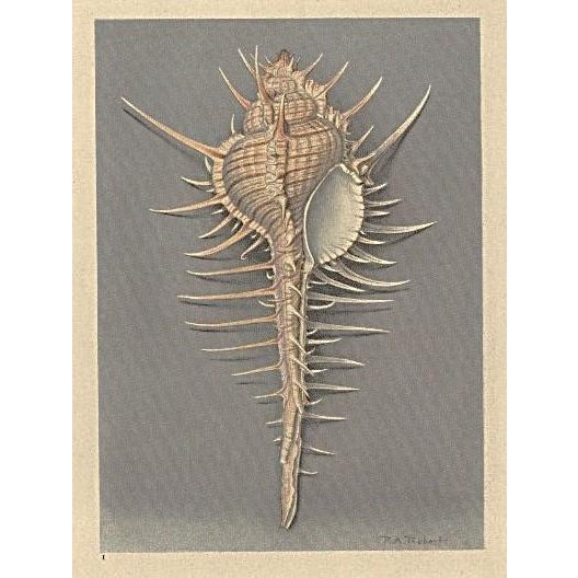 Printmaking Materials 1935 Rare Set of 3 French Lithographs- Sea Shells For Sale - Image 7 of 7