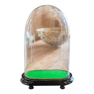 1900's Antique Oval Collector's Dome For Sale