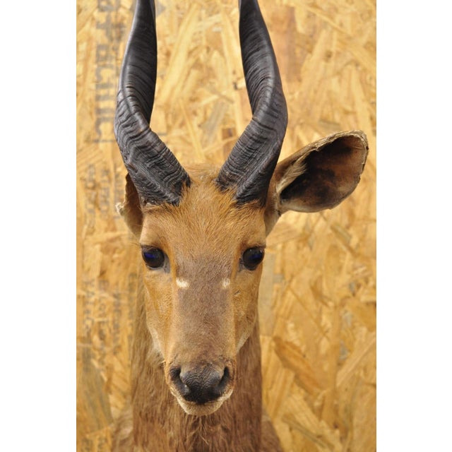 Rustic Vintage African Cape Bushbuck Taxidermy Shoulder Mount Cabin Wall Decor For Sale - Image 3 of 12