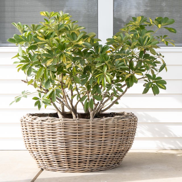 Artifacts Rattan Round Belly Planter with Black Plastic Insert, Natural, 28.50" For Sale - Image 9 of 12