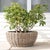 Artifacts Rattan Round Belly Planter with Black Plastic Insert, Natural, 28.50" For Sale - Image 9 of 12
