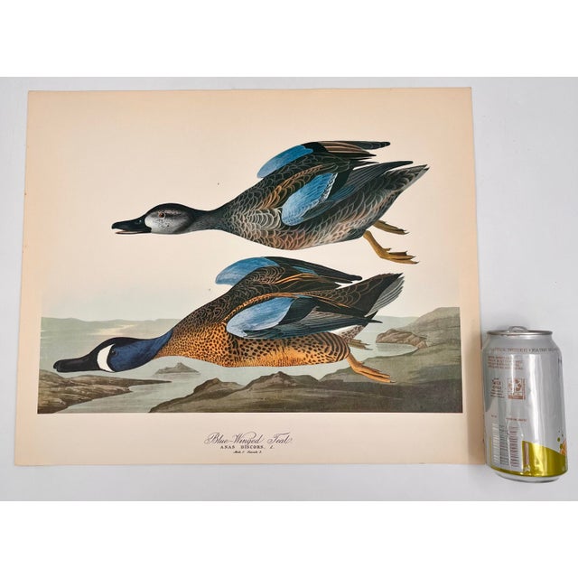 Audubon Bird Print – “Blue Winged Teal”, 1964 Abrams Folio – Vintage Ornithology Art 1964 print from "The Audubon Folio:...