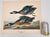 Audubon Bird Print – “Blue Winged Teal”, 1964 Abrams Folio – Vintage Ornithology Art 1964 print from "The Audubon Folio:...
