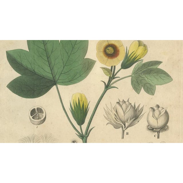 Gossypium Herbaceum, 1831, Paper For Sale - Image 4 of 10