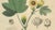 Gossypium Herbaceum, 1831, Paper For Sale - Image 4 of 10
