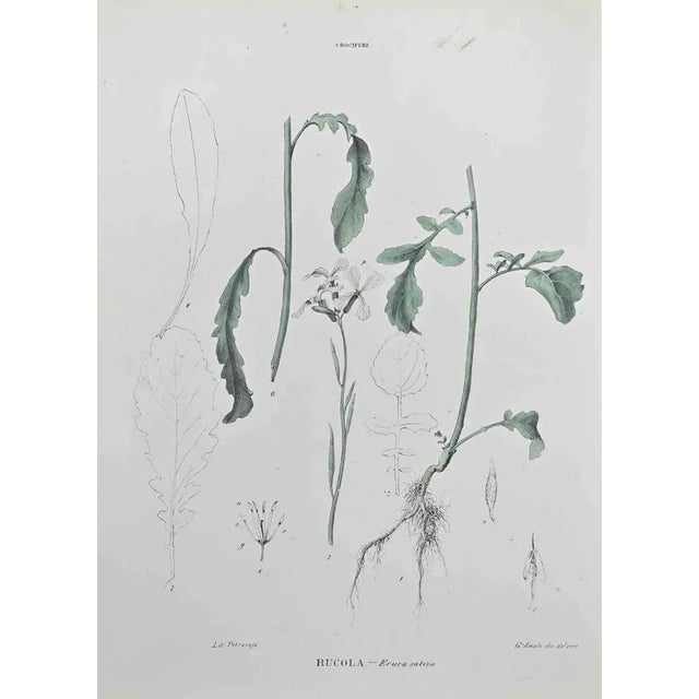 Lithograph hand watercolored. Belongs to the Series "Atlante di Botanica popolare ossia Illustrazione di Piante Notevoli...