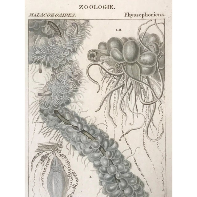 Printmaking Materials Original Antique French Colored Engravings of Jellyfish by Turpin Paris 1816 - a Pair For Sale - Image 7 of 8