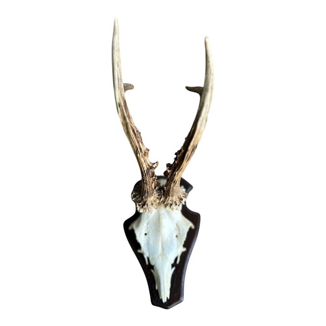1980s Roe Deer Trophy #4 Black Forest Antlers Taxidermy For Sale