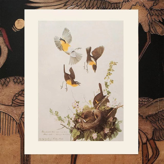 Paper 1966 Vintage Farmhouse Cottage Print "Yellow-Breasted Chat" After John James Audubon For Sale - Image 7 of 8