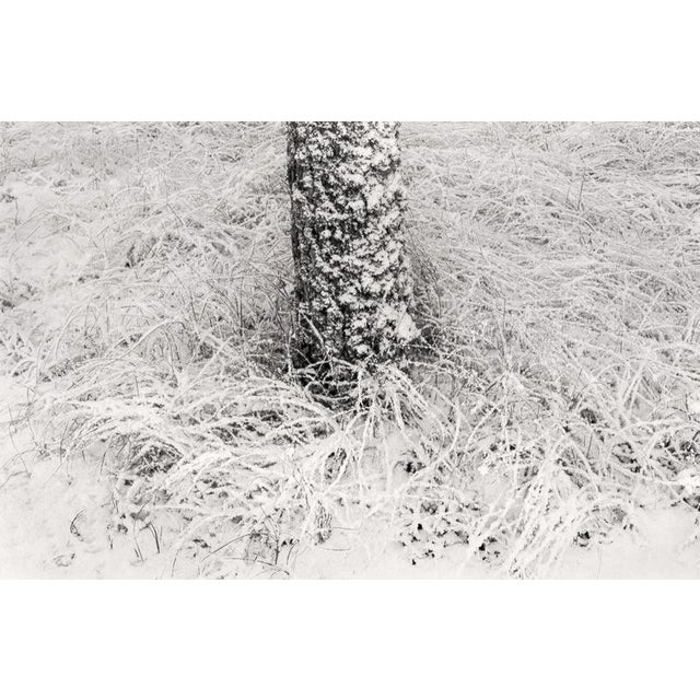 Baltic freeze #2' 2022 a photograph captured with a 35mm camera showcases the winter landscape of lithuania in black and...