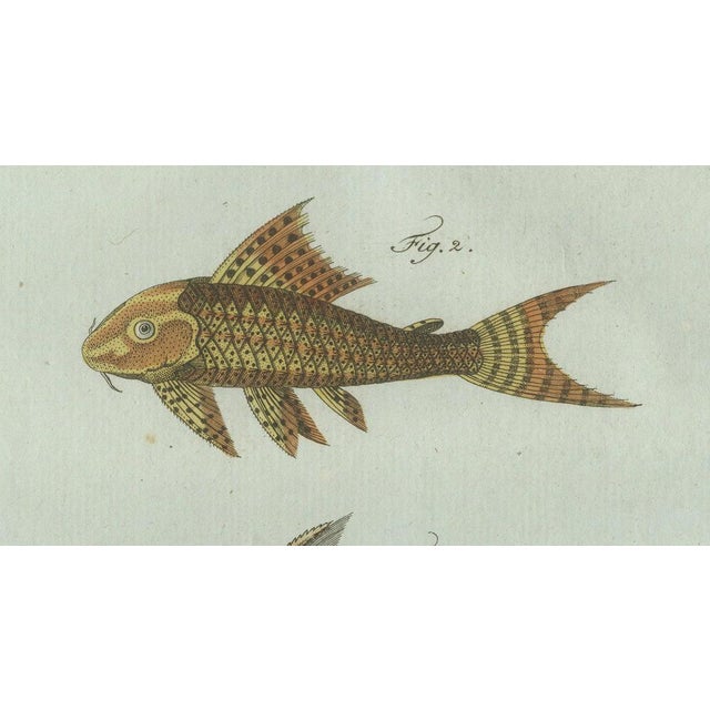 Early 19th Century Bertuch, Gar and Exotic Armored Fish, 1800, Engraving For Sale - Image 5 of 9