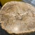 1990s Petrified Wood Coffee Table For Sale - Image 4 of 12